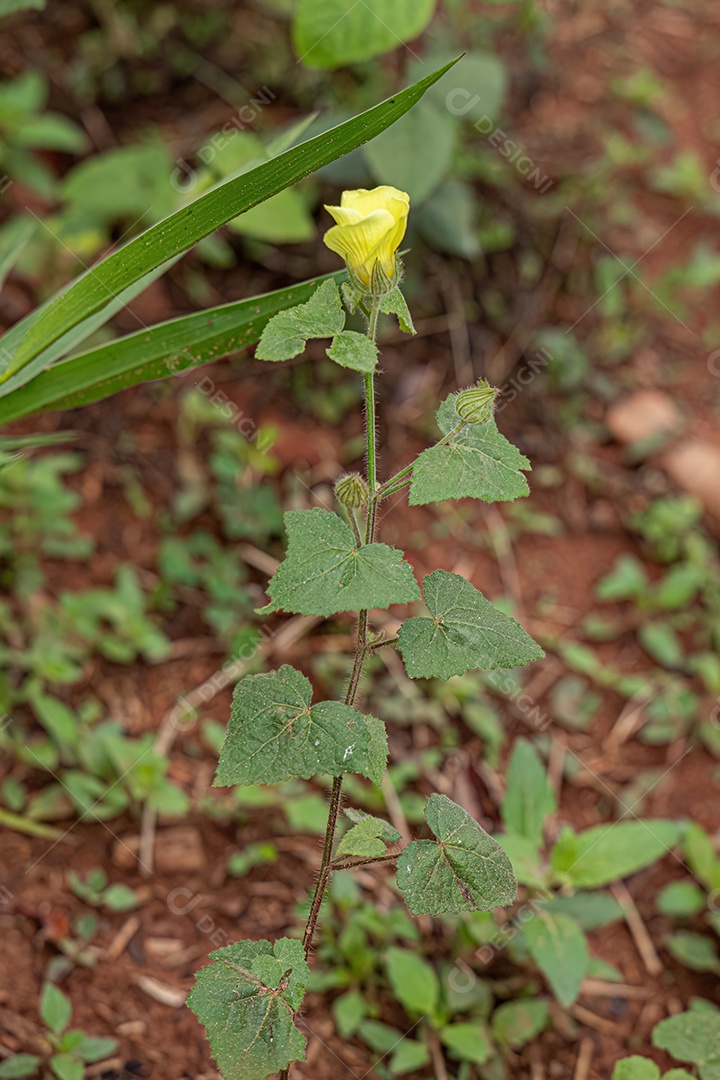 Pequena planta com flor de Swampmallow da espécie Pavonia cancellata