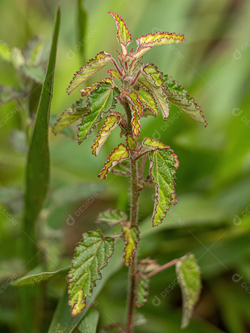 Pequena Angiosperma Planta da Família Malvaceae