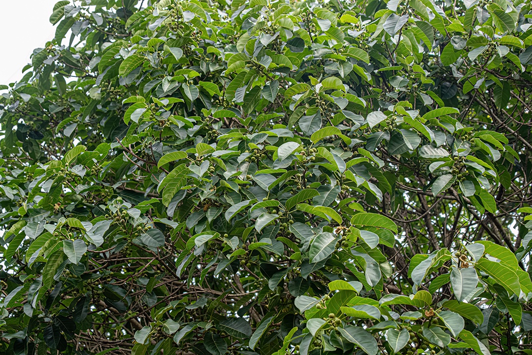 Figueira angiosperma do gênero