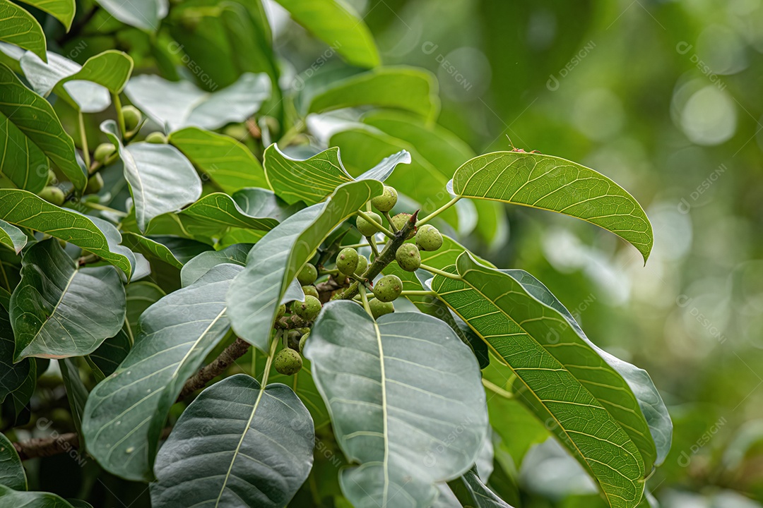 Figueira angiosperma do gênero