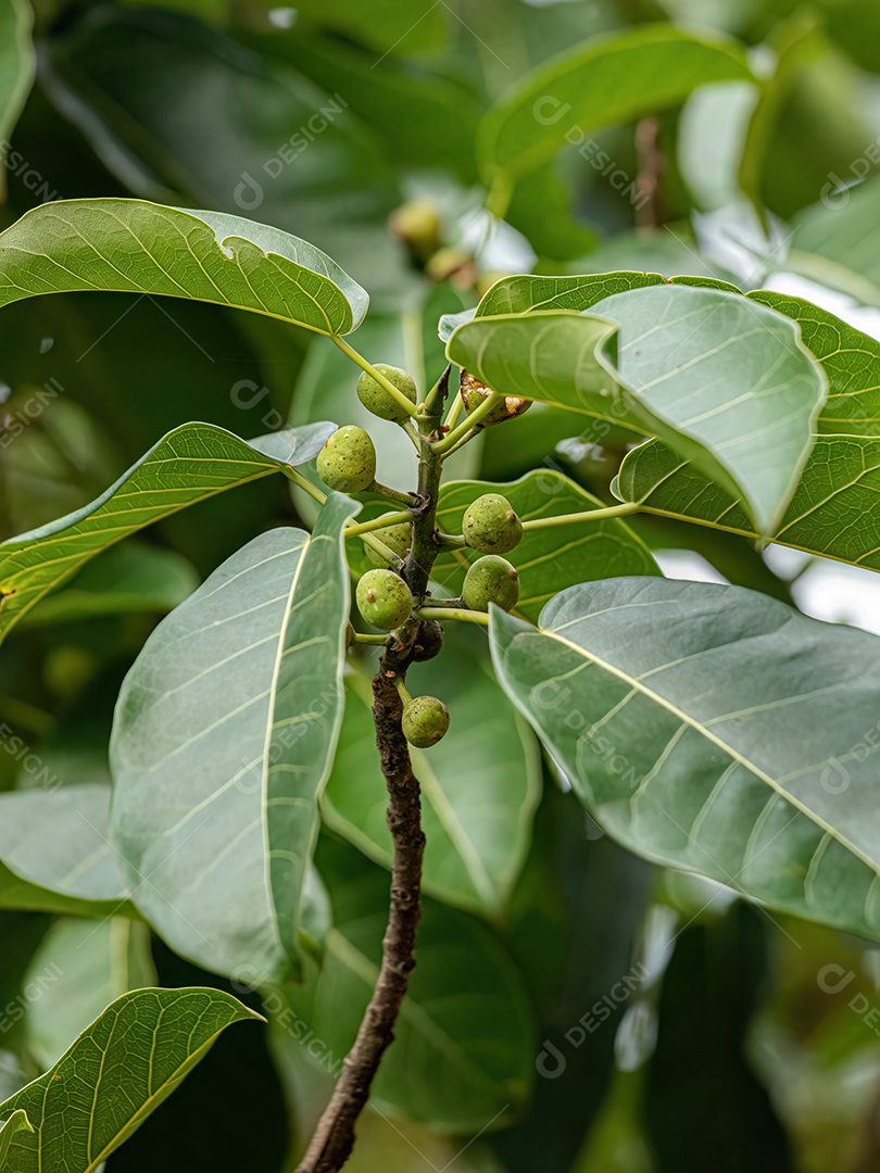 Figueira angiosperma do gênero