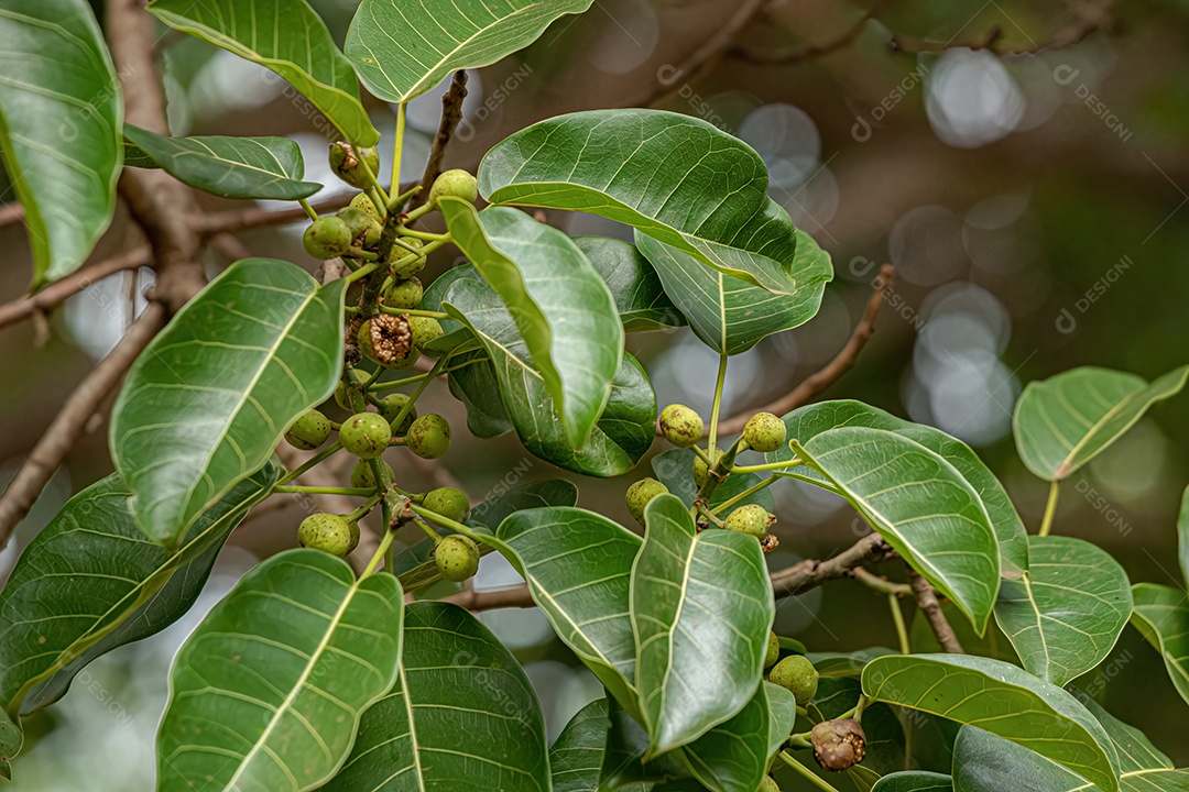 Figueira angiosperma do gênero