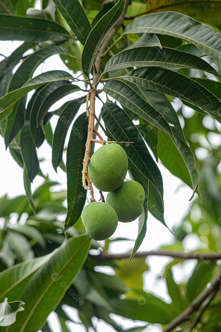 Mangueira da espécie Mangifera indica com frutos