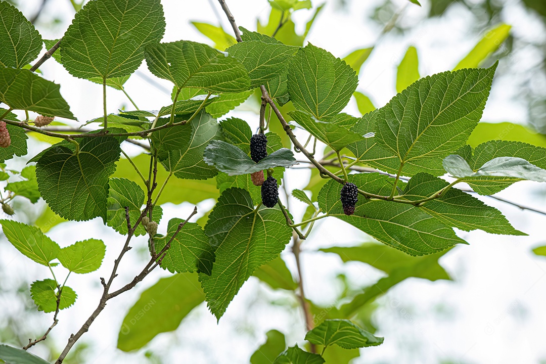 Frutos pequenos da amoreira do gênero Morus