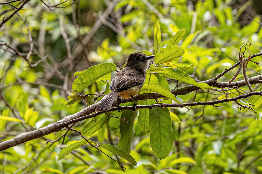 Myiarchus Papa-moscas Ave do gênero Myiarchus