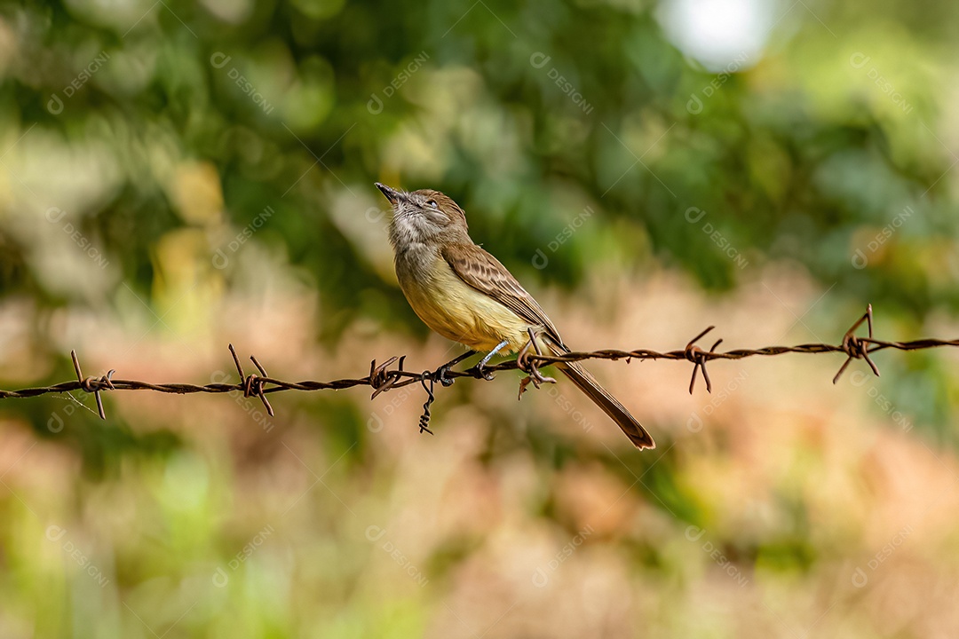 Myiarchus Papa-moscas Ave do gênero Myiarchus