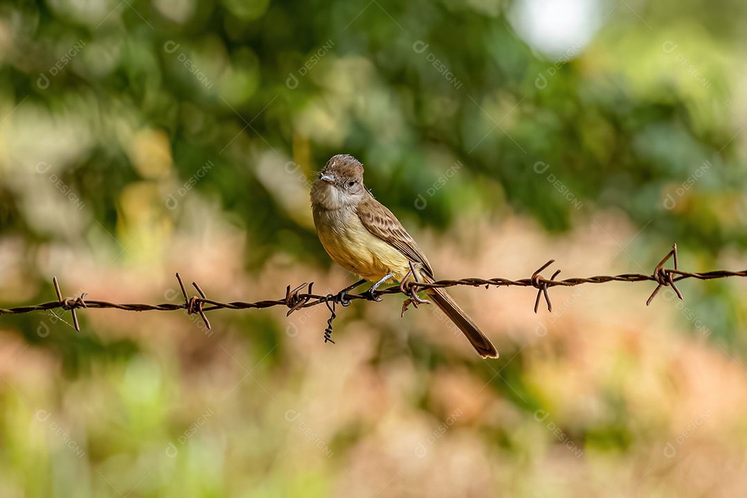 Myiarchus Papa-moscas Ave do gênero Myiarchus