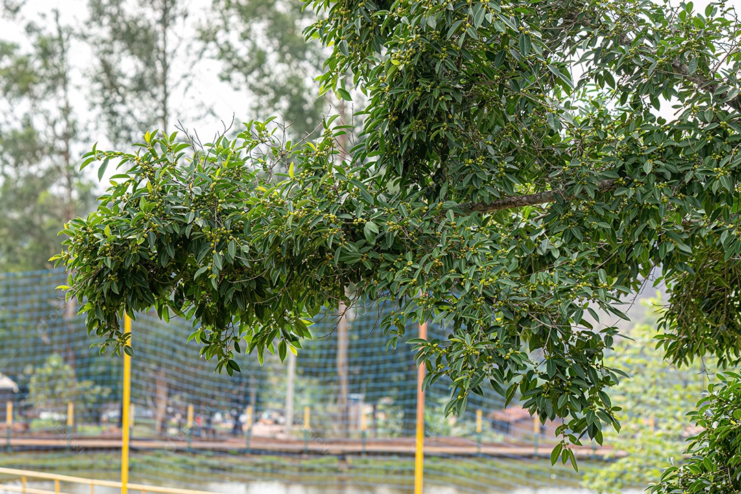 Figueira angiosperma do gênero