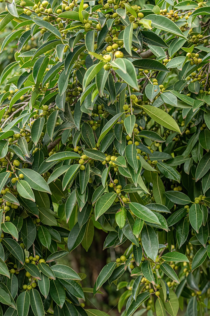 Figueira angiosperma do gênero