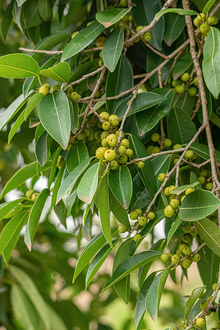 Figueira angiosperma do gênero