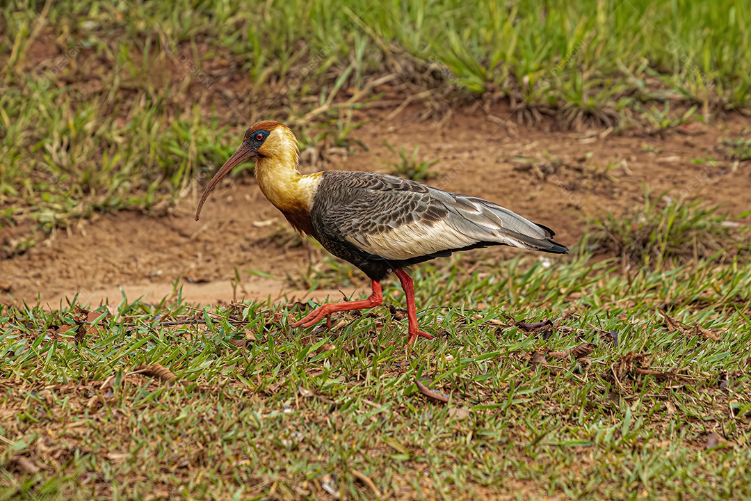 Ibis de pescoço amarelo da espécie Theristicus caudatus atacando um sapo