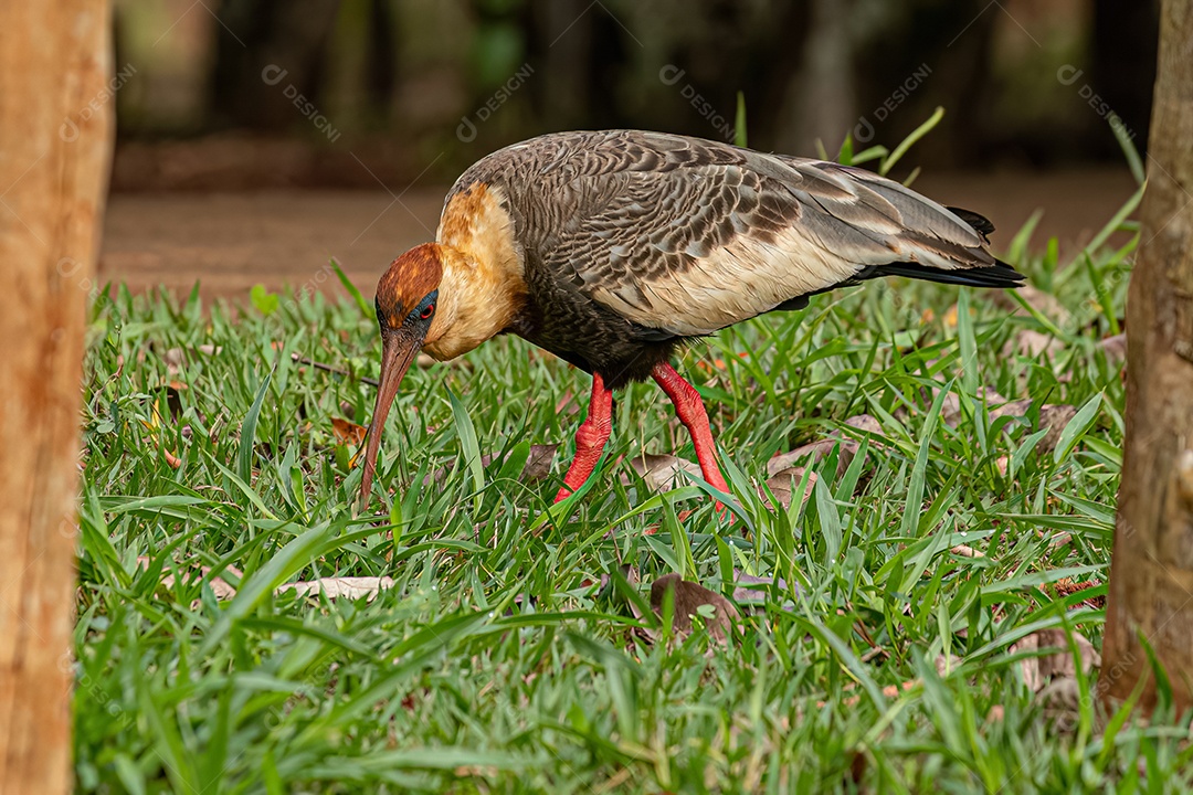 Ibis de pescoço amarelo da espécie Theristicus caudatus atacando um sapo