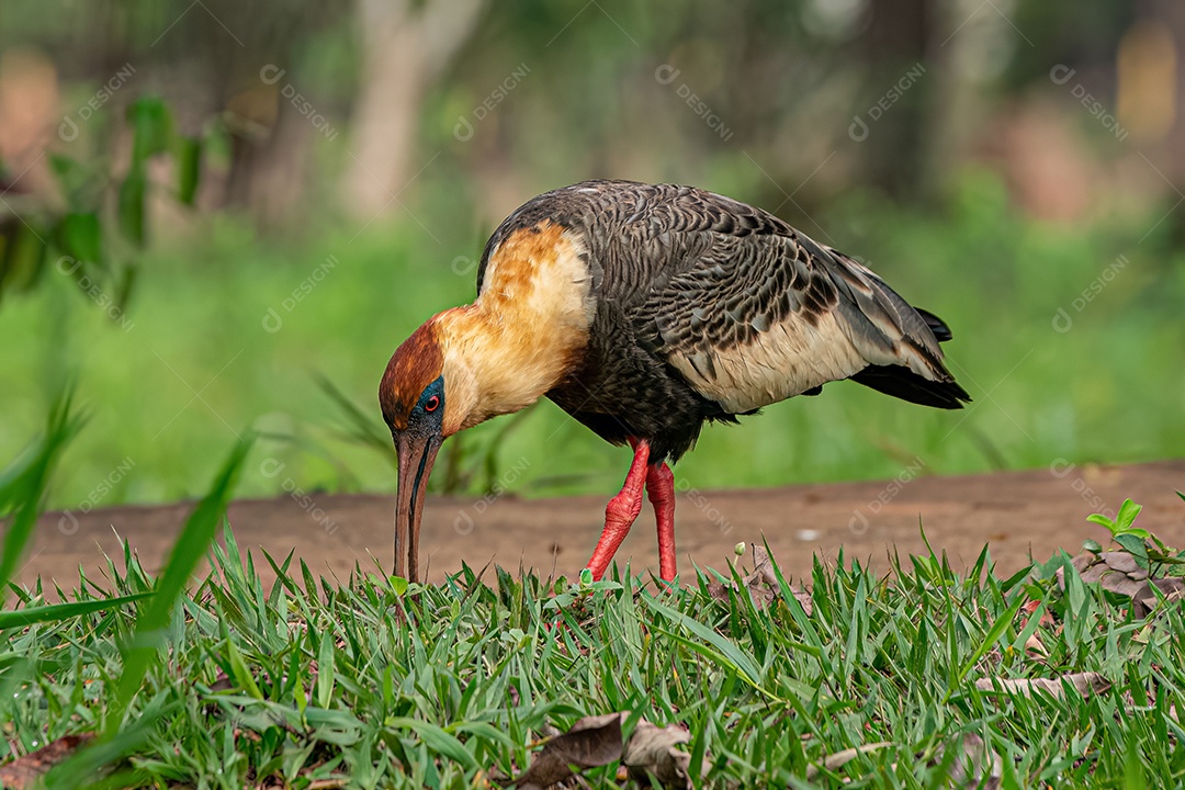 Ibis de pescoço amarelo da espécie Theristicus caudatus atacando um sapo