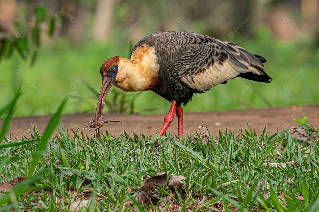 Ibis de pescoço amarelo da espécie Theristicus caudatus atacando um sapo