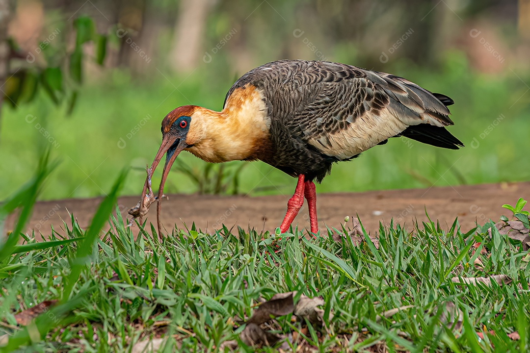 Ibis de pescoço amarelo da espécie Theristicus caudatus atacando um sapo