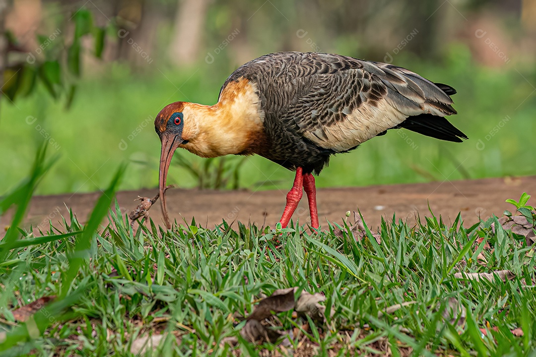 Ibis de pescoço amarelo da espécie Theristicus caudatus