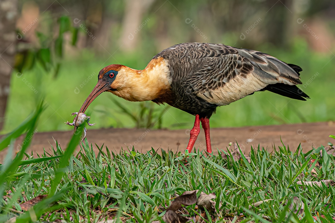 Ibis de pescoço amarelo da espécie Theristicus caudatus
