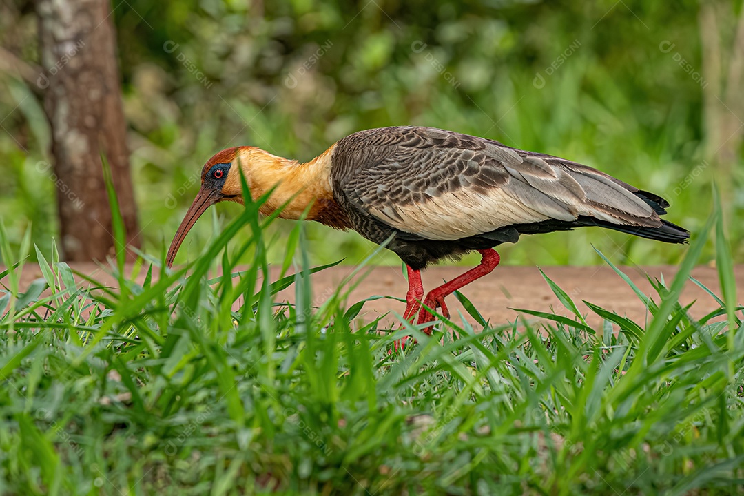 Ibis de pescoço amarelo da espécie Theristicus caudatus