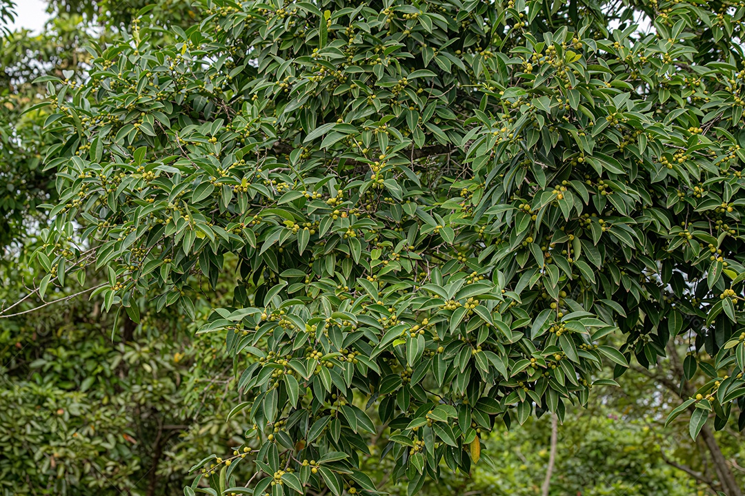 Figueira angiosperma do gênero