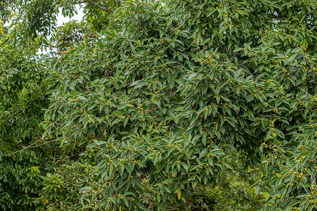 Figueira angiosperma do gênero ficus