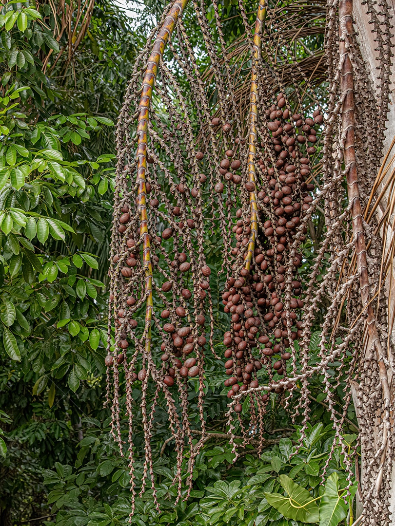 Frutos vermelhos da palmeira buriti com foco seletivo