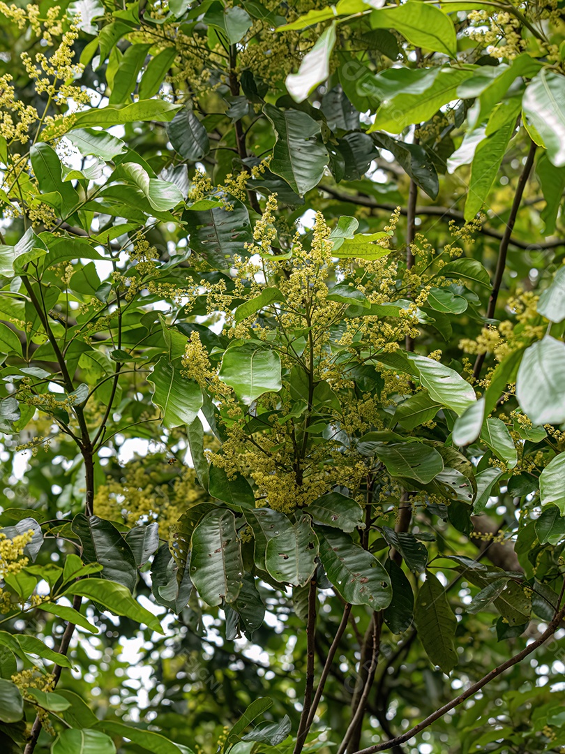 Folhas de abóbora da espécie Cecropia pachystachya