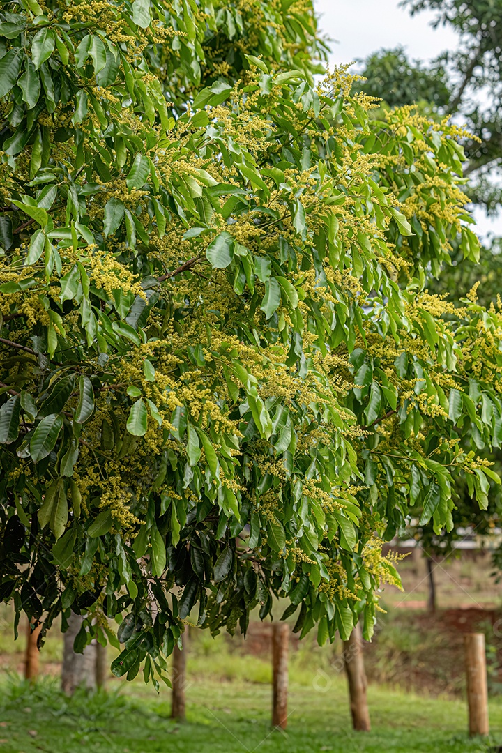 Figueira angiosperma do gênero