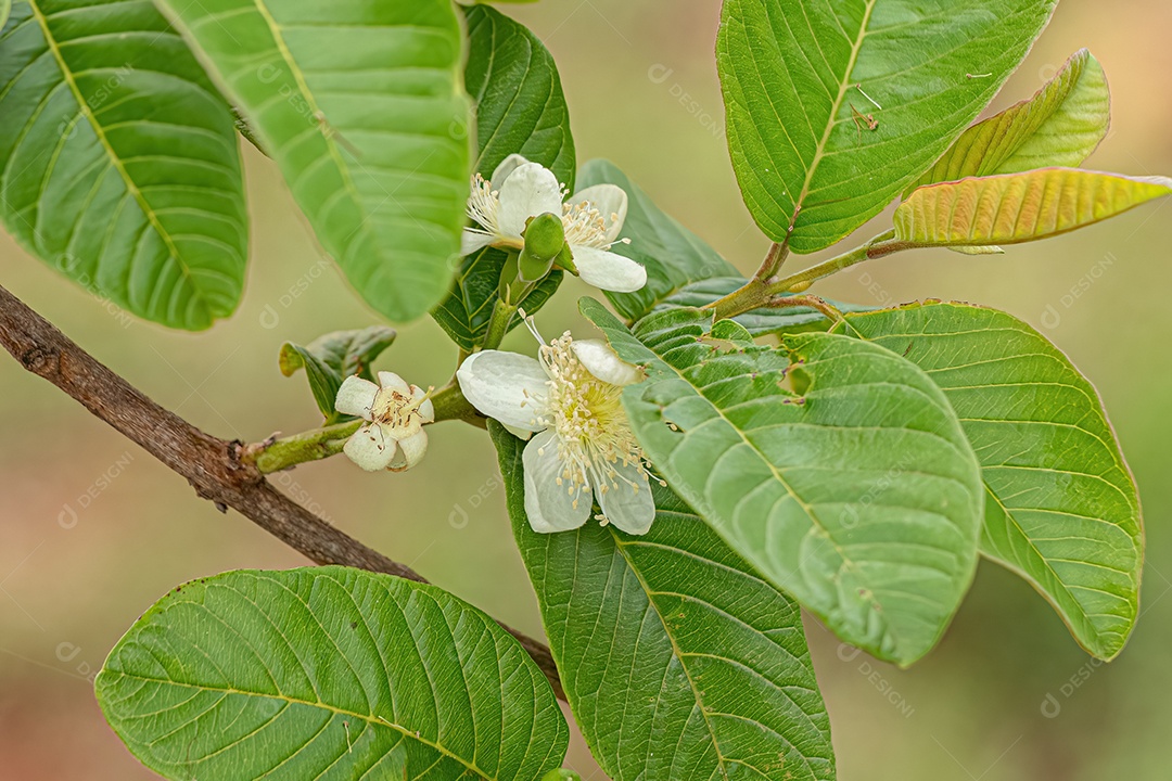 Flor pequena de goiabeira do gênero Psidium.