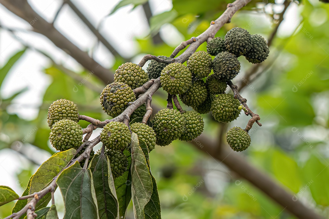 Olmo das Índias Ocidentais Planta da espécie Guazuma ulmifolia.