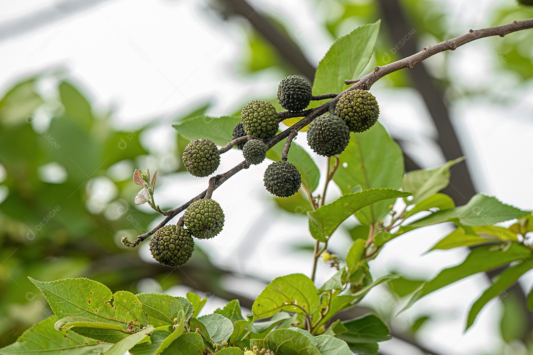 Olmo das Índias Ocidentais Planta da espécie Guazuma ulmifolia.