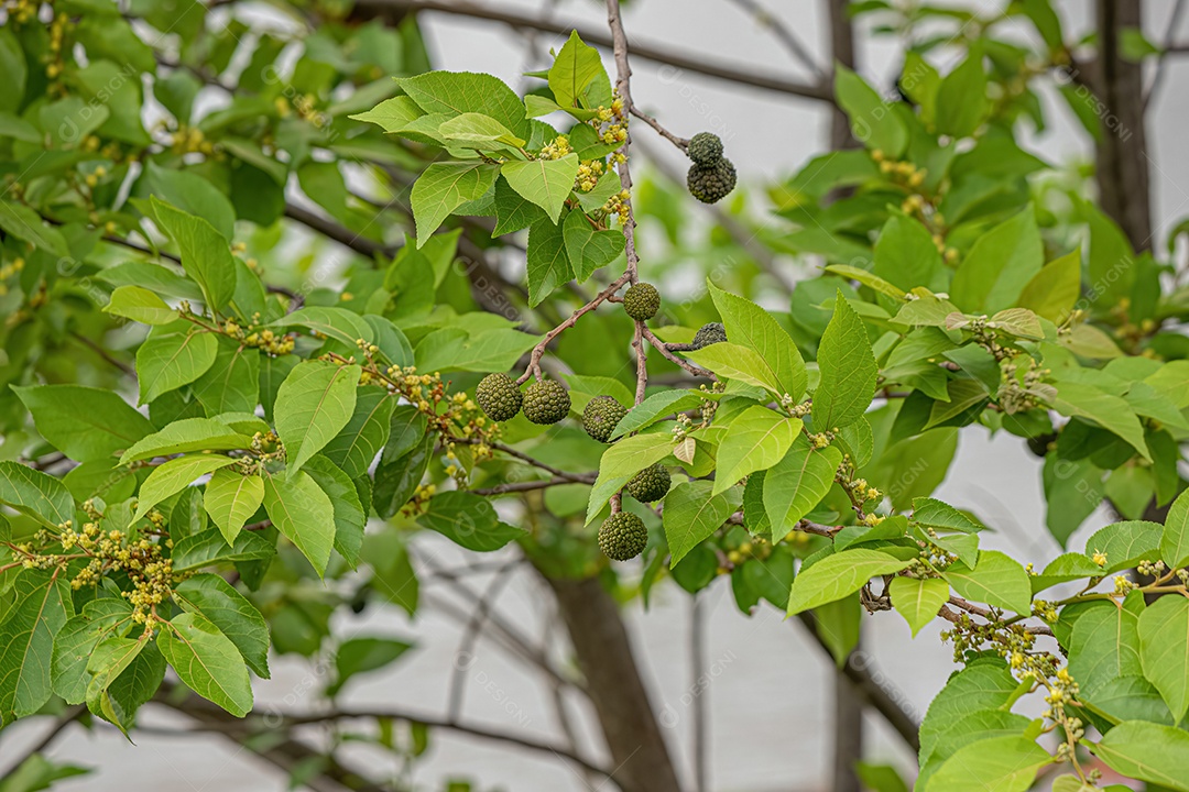 Olmo das Índias Ocidentais Planta da espécie Guazuma ulmifolia.