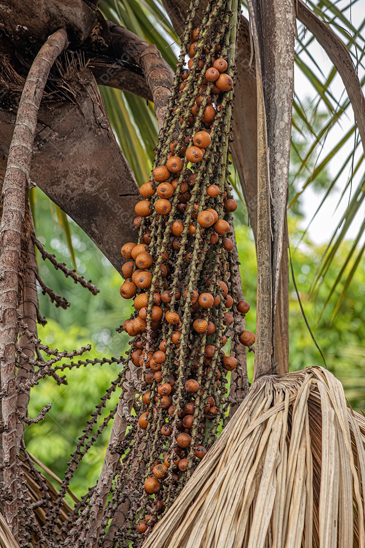 Frutos vermelhos da palmeira buriti com foco seletivo.