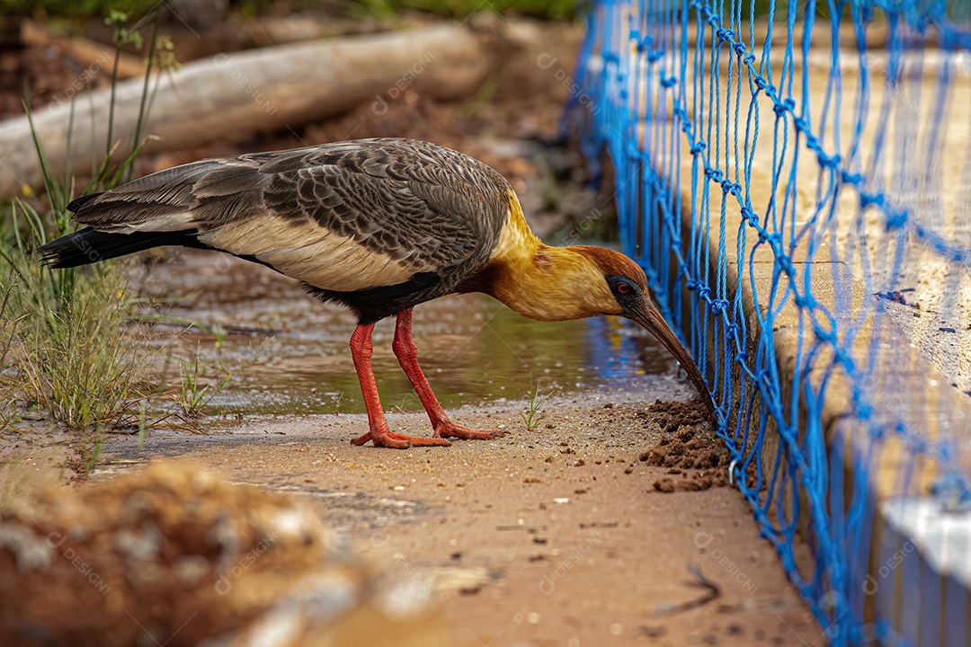 Ibis de pescoço amarelo da espécie Theristicus caudatus.