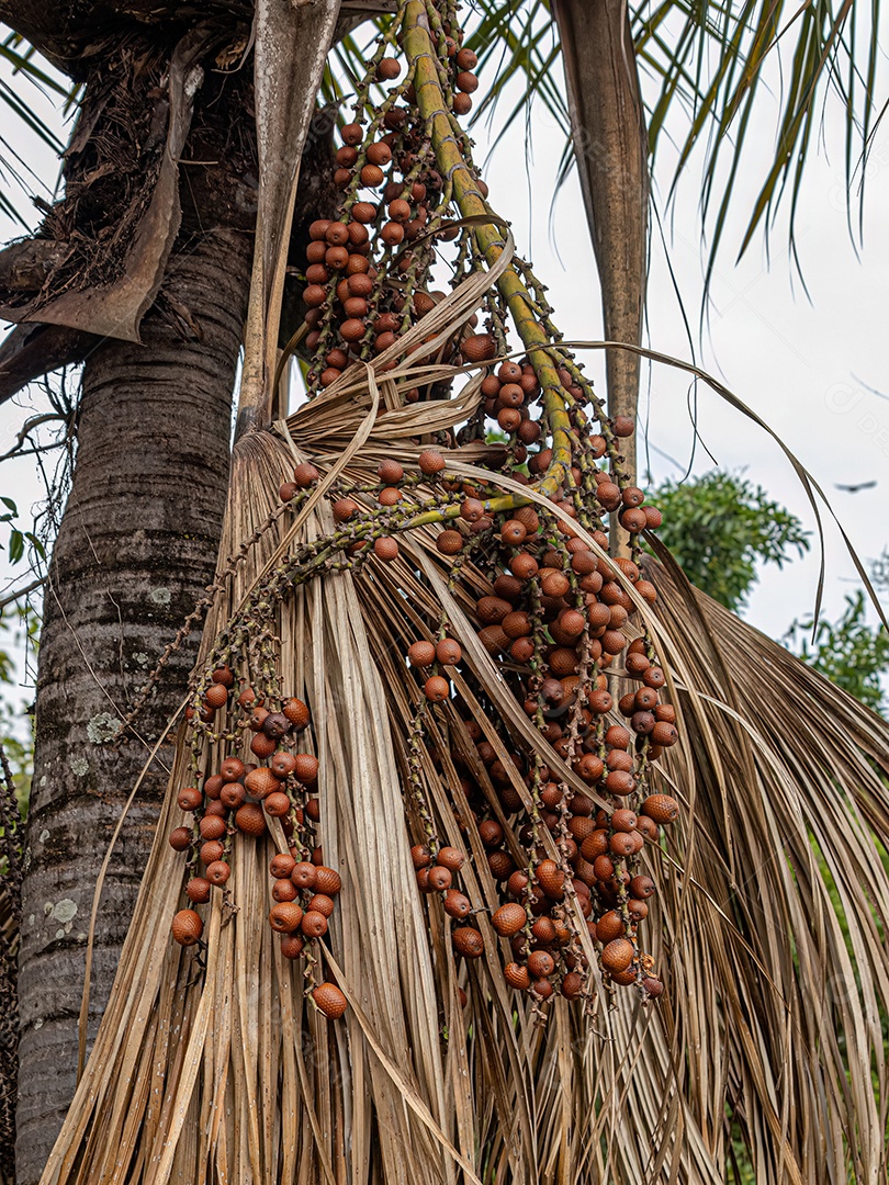 Frutos vermelhos da palmeira buriti com foco seletivo.