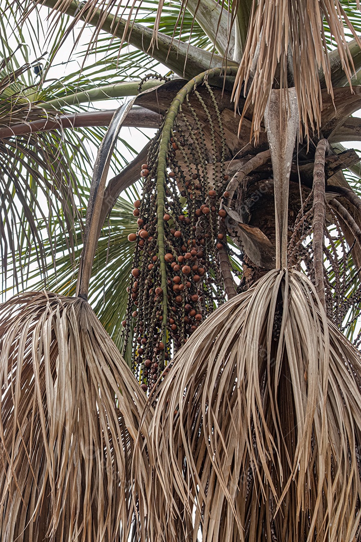 Frutos vermelhos da palmeira buriti com foco seletivo.