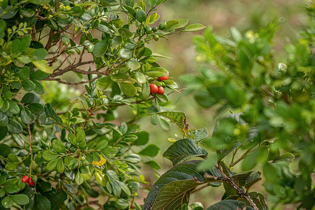 Laranja Jasmim Planta da espécie Murraya paniculata.