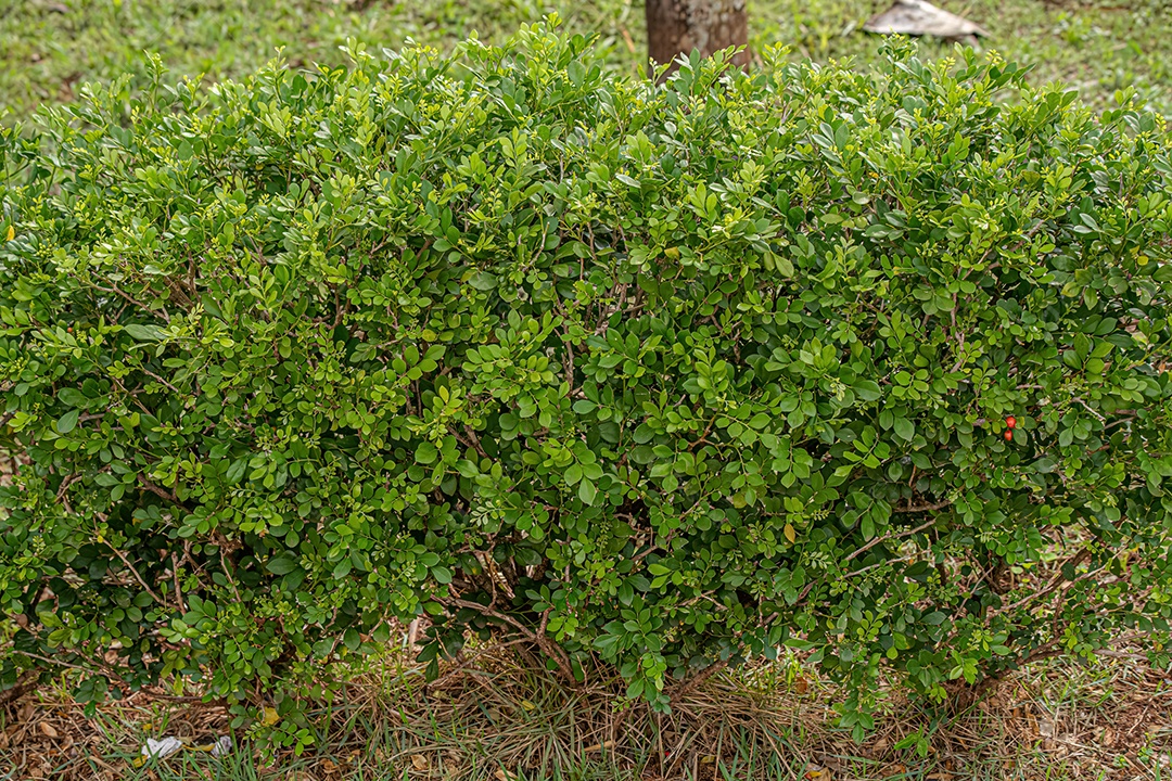 Laranja Jasmim Planta da espécie Murraya paniculata.