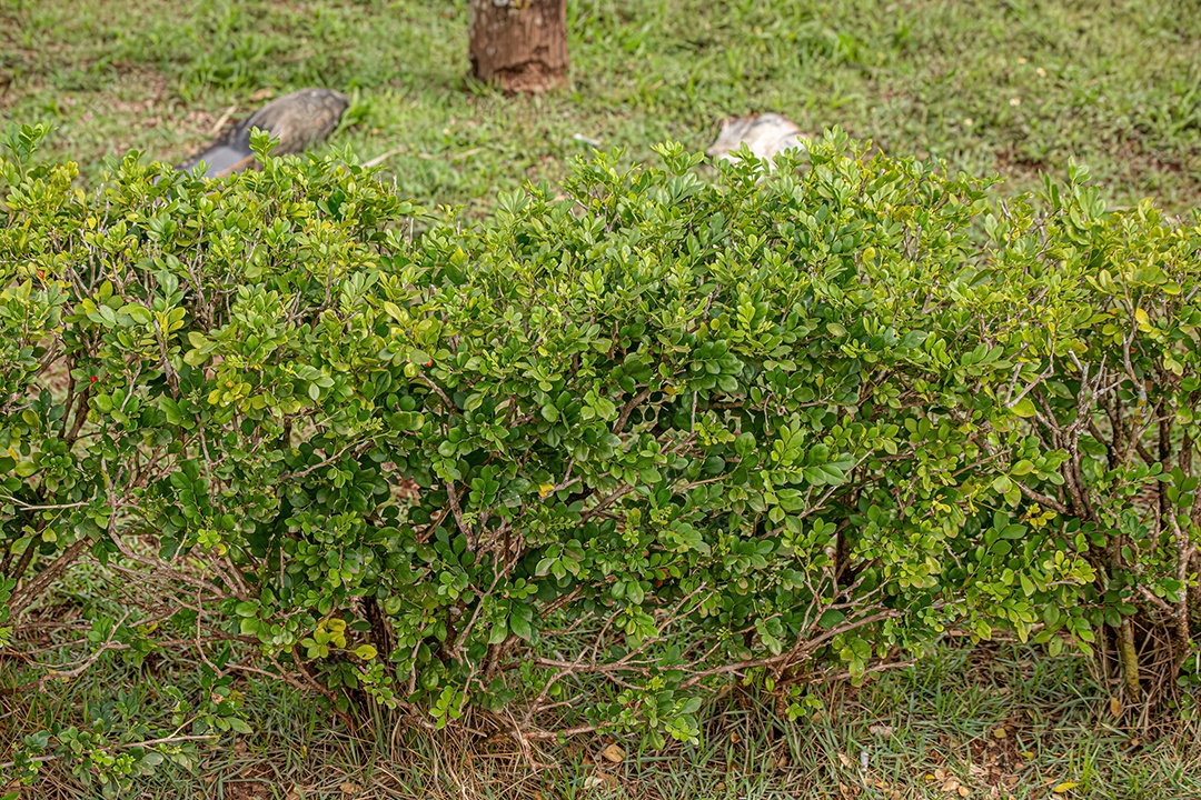 Laranja Jasmim Planta da espécie Murraya paniculata.