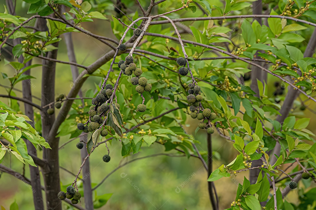 Olmo das Índias Ocidentais Planta da espécie Guazuma ulmifolia.
