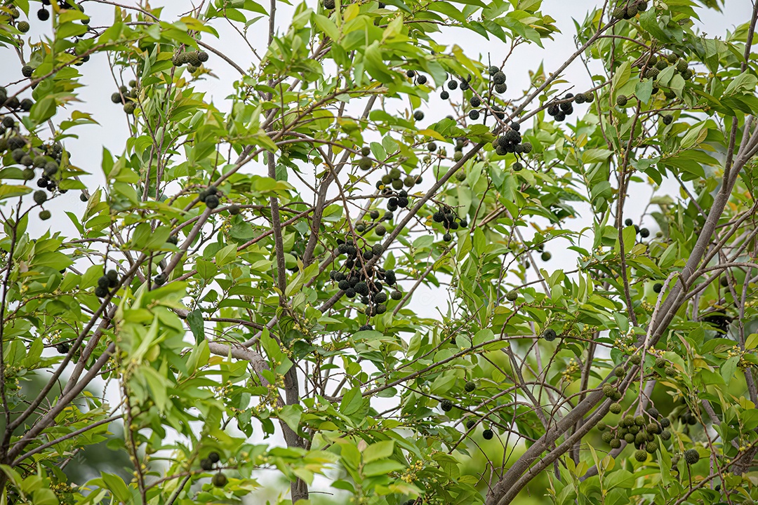 Olmo das Índias Ocidentais Planta da espécie Guazuma ulmifolia.