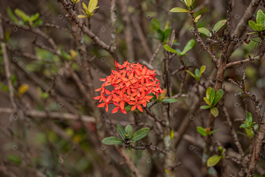 Chama da Selva Planta Flor de espécie Ixora coccinea.