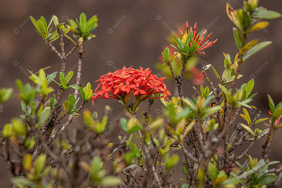 Chama da Selva Planta Flor de espécie Ixora coccinea.