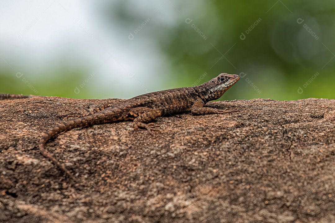Pequeno lagarto terrestre do gênero Tropidurus.