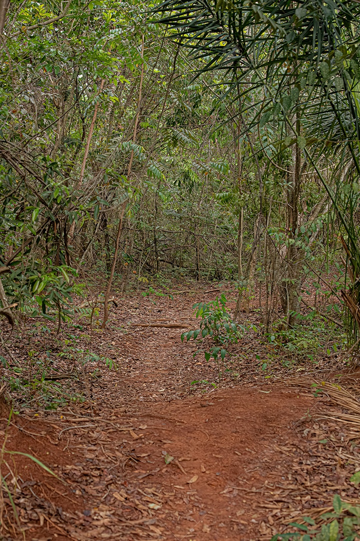 Trilha dentro de mata fechada com chão de terra e folhagens.