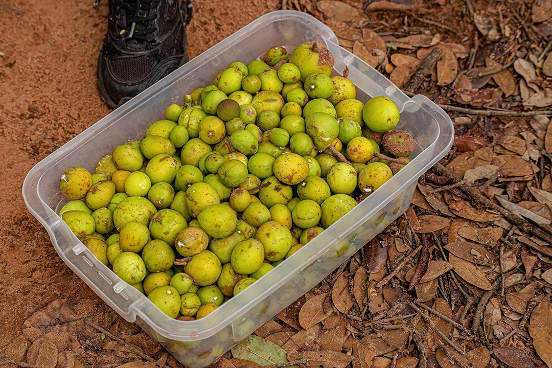 Frutas chamadas Mangaba coletadas em um recipiente plástico.