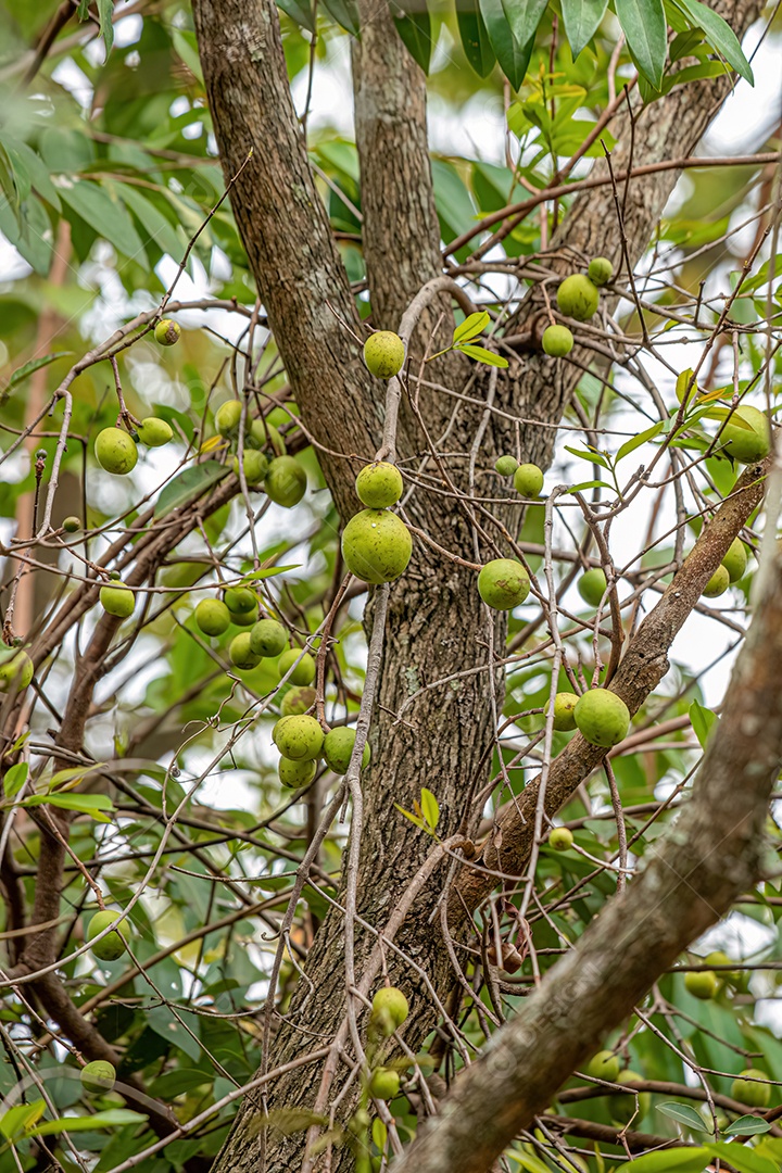 Árvore com frutos chamada Mangaba da espécie Hancornia speciosa com foco seletivo.