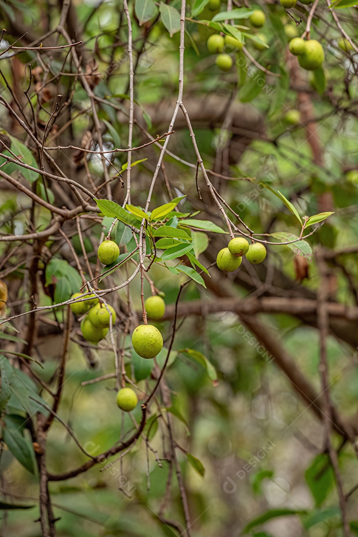 Árvore com frutos chamada Mangaba da espécie Hancornia speciosa com foco seletivo.