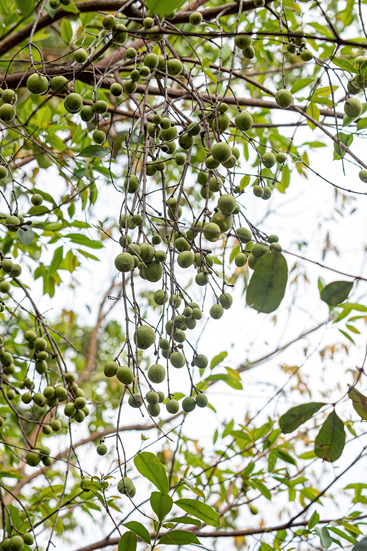 Árvore com frutos chamada Mangaba da espécie Hancornia speciosa com foco seletivo.