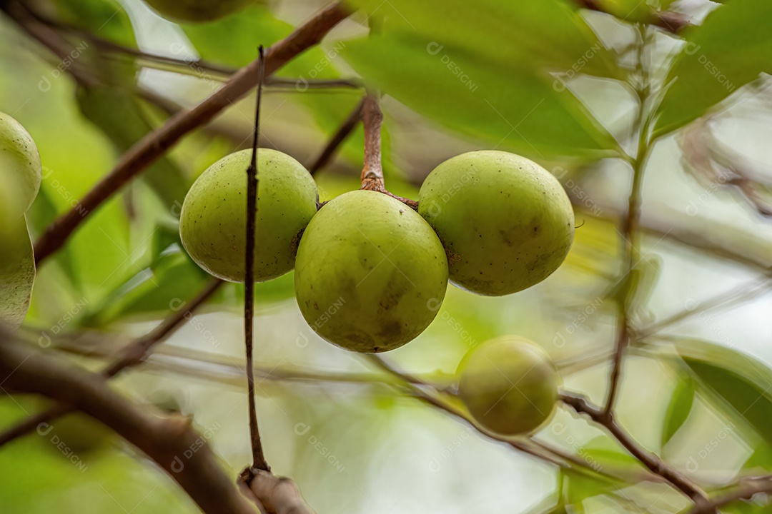 Árvore com frutos chamada Mangaba da espécie Hancornia speciosa com foco seletivo.