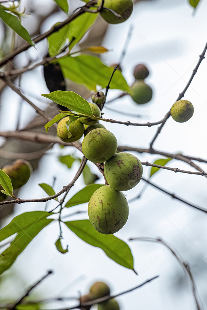 Árvore com frutos chamada Mangaba da espécie Hancornia speciosa com foco seletivo.